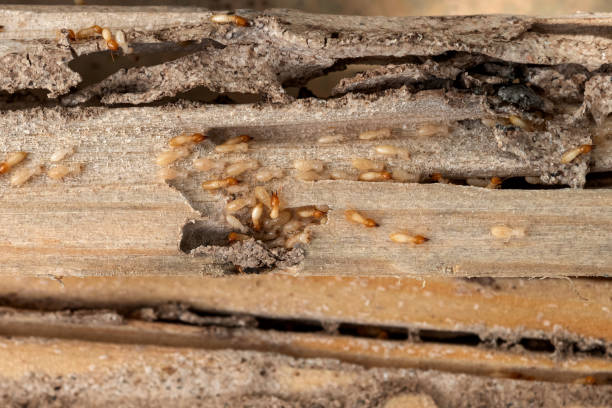 Best Bed Bug Extermination  in Sacramento, CA